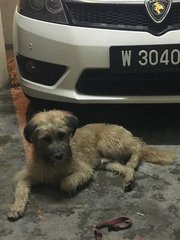 Terry - Terrier + Shih Tzu Dog