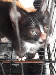 Tuxedo Kitten - Tuxedo Cat