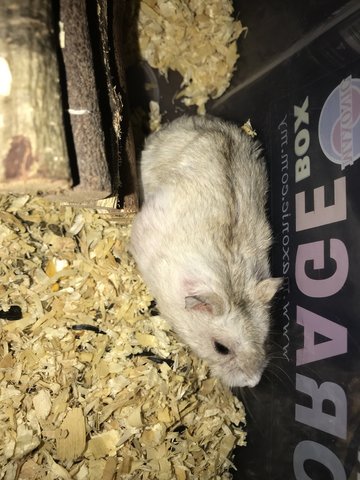 Mercury - Short Dwarf Hamster Hamster