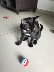 Popo - Domestic Short Hair Cat