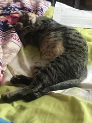 Yuki - Domestic Short Hair + Tabby Cat