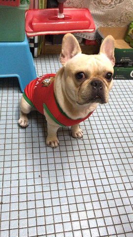 Fan Shu Zai - French Bulldog Dog