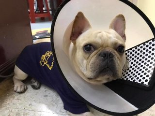 Fan Shu Zai - French Bulldog Dog