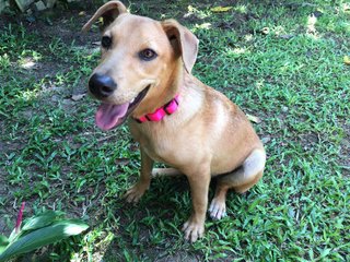 Toffee - Mixed Breed Dog