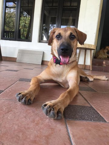 Lola - Mixed Breed Dog