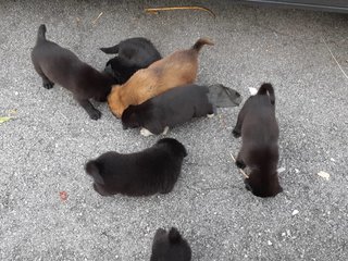 Puppies From Klang-part 2 - Mixed Breed Dog