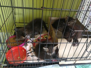 Blacky Fur And Siblings - Domestic Medium Hair + Domestic Long Hair Cat