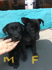 Male W1 &amp; Female Y2 - Mixed Breed Dog