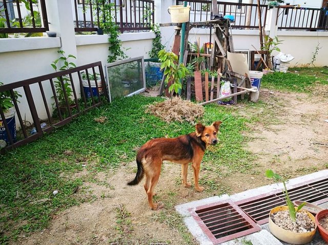 Long - Mixed Breed Dog