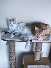 Tiger And Chloe - Domestic Short Hair + Domestic Medium Hair Cat