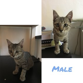 Kittens - Domestic Short Hair + Tabby Cat