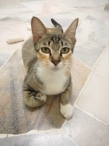Clem - Domestic Short Hair Cat