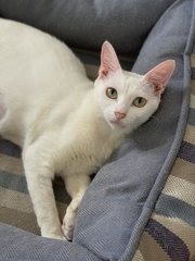 Finnie - Domestic Short Hair Cat