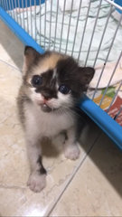 Marshmallow, Caramel And Chocolate Fudg  - Calico Cat