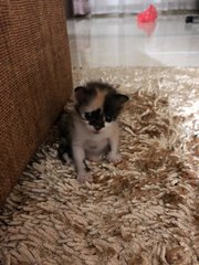 Marshmallow, Caramel And Chocolate Fudg  - Calico Cat