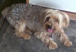 silky terrier 3