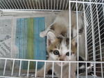 Payal - Domestic Medium Hair Cat