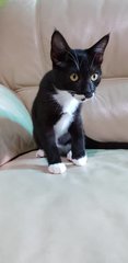 Tux - Domestic Short Hair Cat