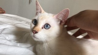 Cola (Khao Manee Breed Mix) - Domestic Medium Hair Cat