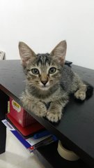 Omey - Tabby Cat