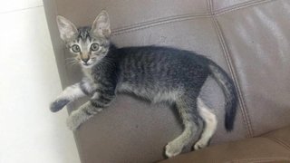 Omey - Tabby Cat