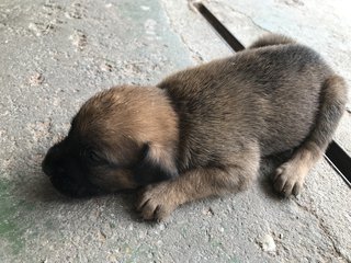 Bu - Mixed Breed Dog