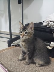 Miya - Domestic Medium Hair Cat
