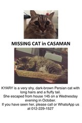 Kyary - Persian Cat