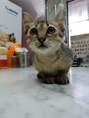 Shiloh - Domestic Short Hair Cat