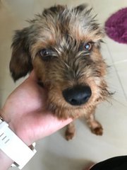 Rusty - Irish Terrier + Schnauzer Dog