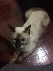 Sophie - Domestic Short Hair Cat