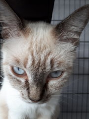 Blue 👀 Queen - Domestic Medium Hair Cat
