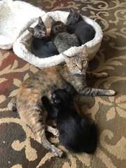 The whole family at 8 weeks old.