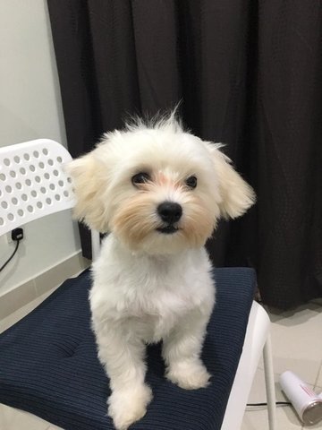 Momo - Maltese Dog