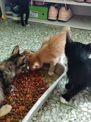 4 Cute Kittens - Domestic Short Hair Cat