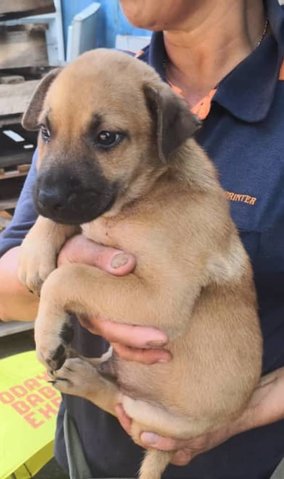 Smoky - Mixed Breed Dog