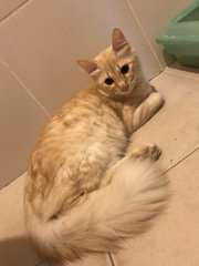 Jaeyonge - Domestic Medium Hair Cat
