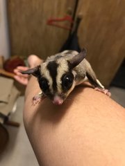 Brad &amp; Brooke - Sugar Glider Small & Furry