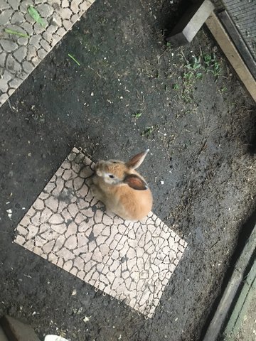 Baby Rabbits -3 - Rex + Angora Rabbit Rabbit