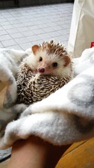 Hugo - Hedgehog Small & Furry
