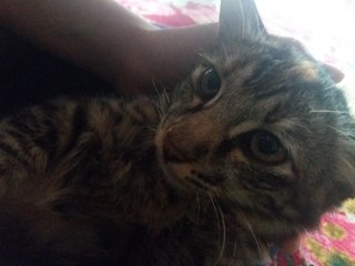 Avata - Tabby + Domestic Long Hair Cat