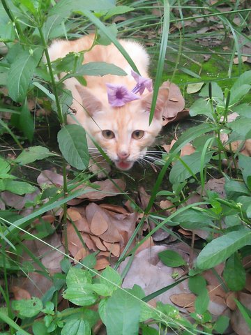 Prince - Domestic Short Hair Cat