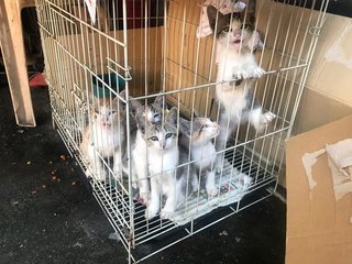 Five Siblings - Calico + Domestic Short Hair Cat