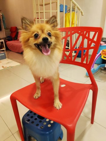 Pomeranian - Pomeranian Dog