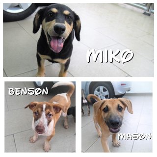 Benson, Mason &amp; Miko - Mixed Breed Dog