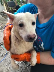 Twins-lost In Taman Berjaya, Gombak - Canaan Dog + Terrier Dog