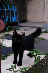 Kopi O And Mama - Domestic Short Hair Cat