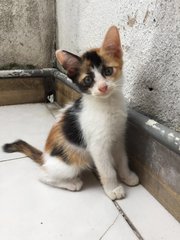Crazy Eyes - Domestic Short Hair Cat