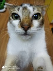 (No Name) - Domestic Short Hair Cat