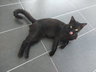 Sizlack - Bombay Cat